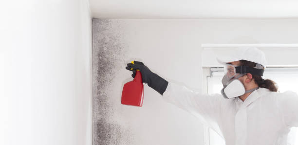 Best Commercial Mold Removal  in Cornwells Heights, PA