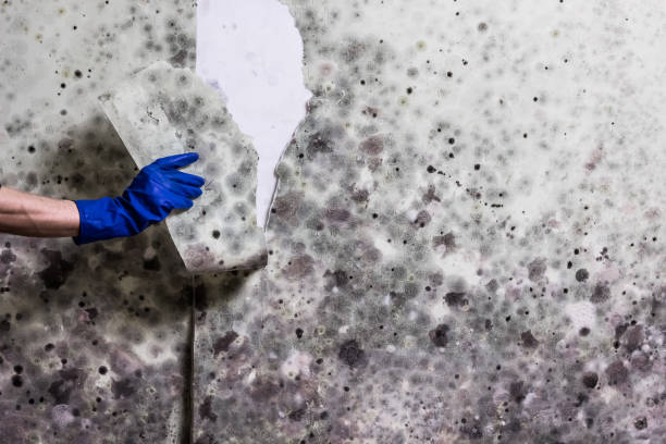 Crawl Space Mold Removal in Cornwells Heights, PA