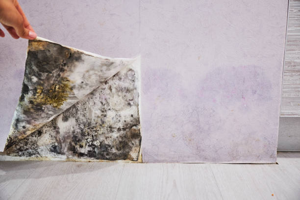 Best Affordable Mold Removal  in Cornwells Heights, PA
